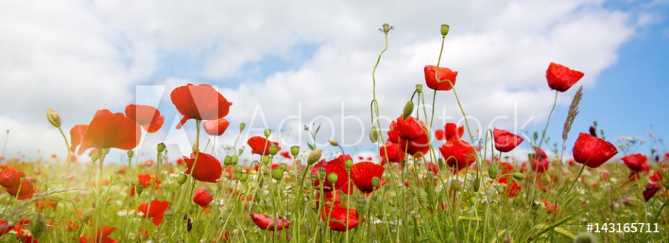 Picture of Poppies field in rays sun